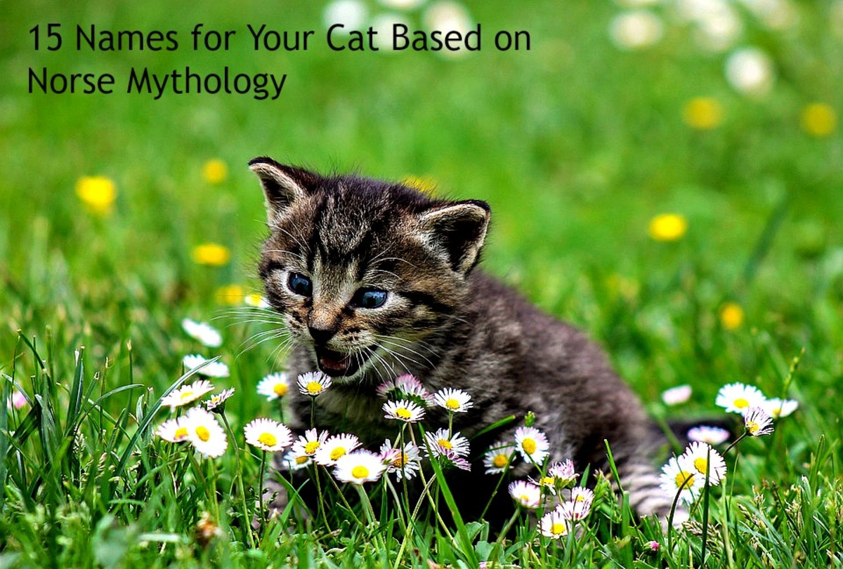 15 Names for Your Cat Based on Norse Mythology PetHelpful