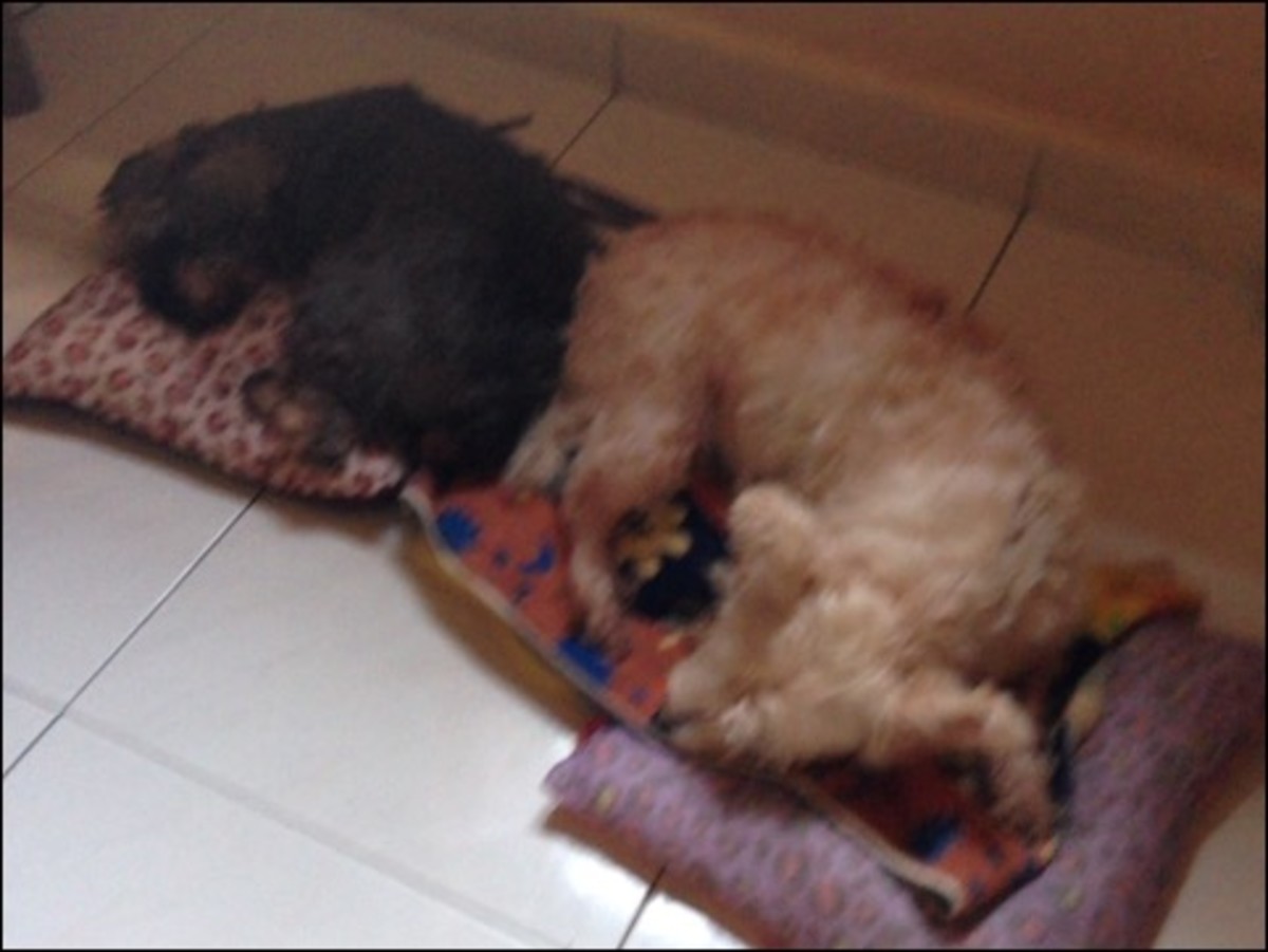 How to Manage Nightmares in Dogs PetHelpful