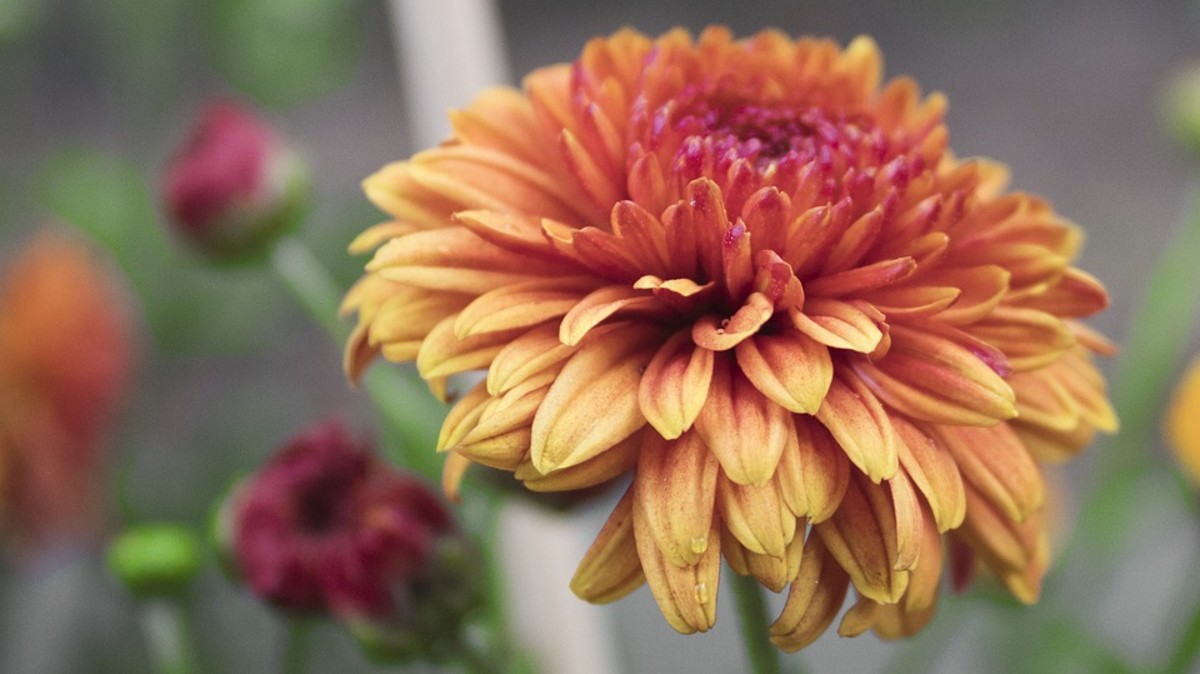 How to Grow Dahlias for Summer Color Dengarden