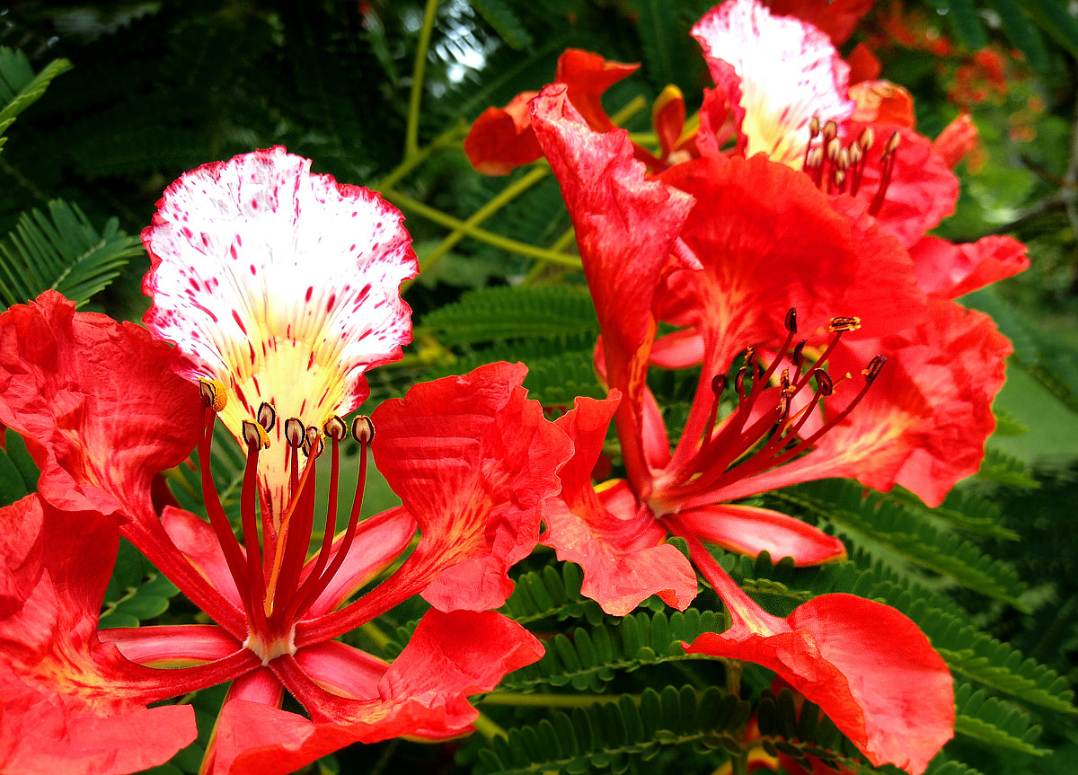 Petals of Love 12 Red Color Flowers of Hawaii Dengarden