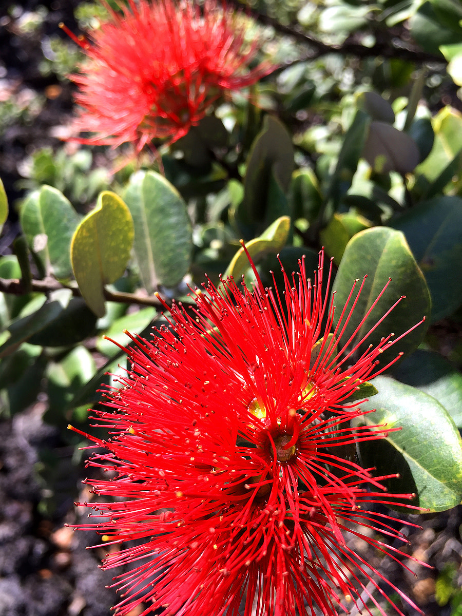 Petals of Love 12 Red Color Flowers of Hawaii Dengarden