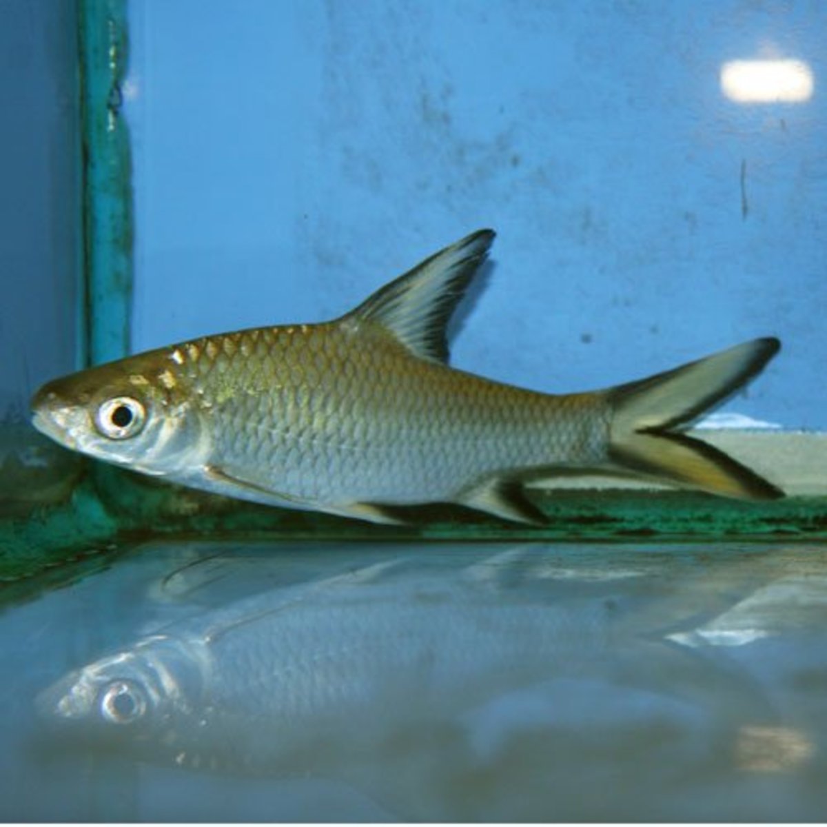 In the Rivers and Lakes An Overview of the Freshwater Sharks HubPages