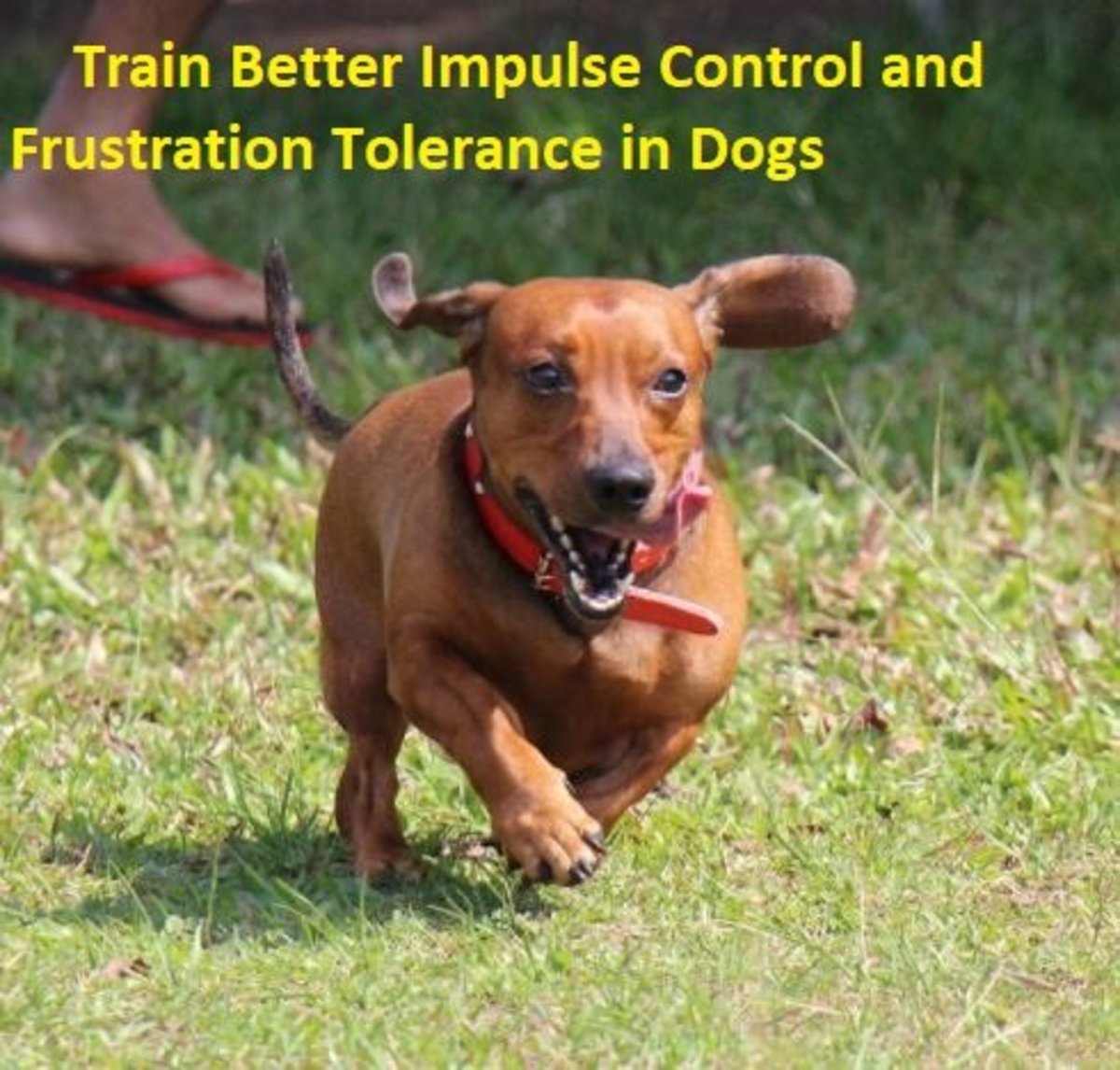 Secrets to Training Dogs Impulse Control and Frustration Tolerance
