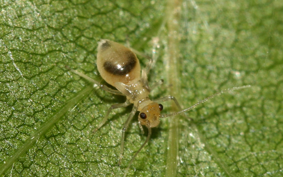 Tiny Booklice How to Identify and Get Rid of Them Dengarden