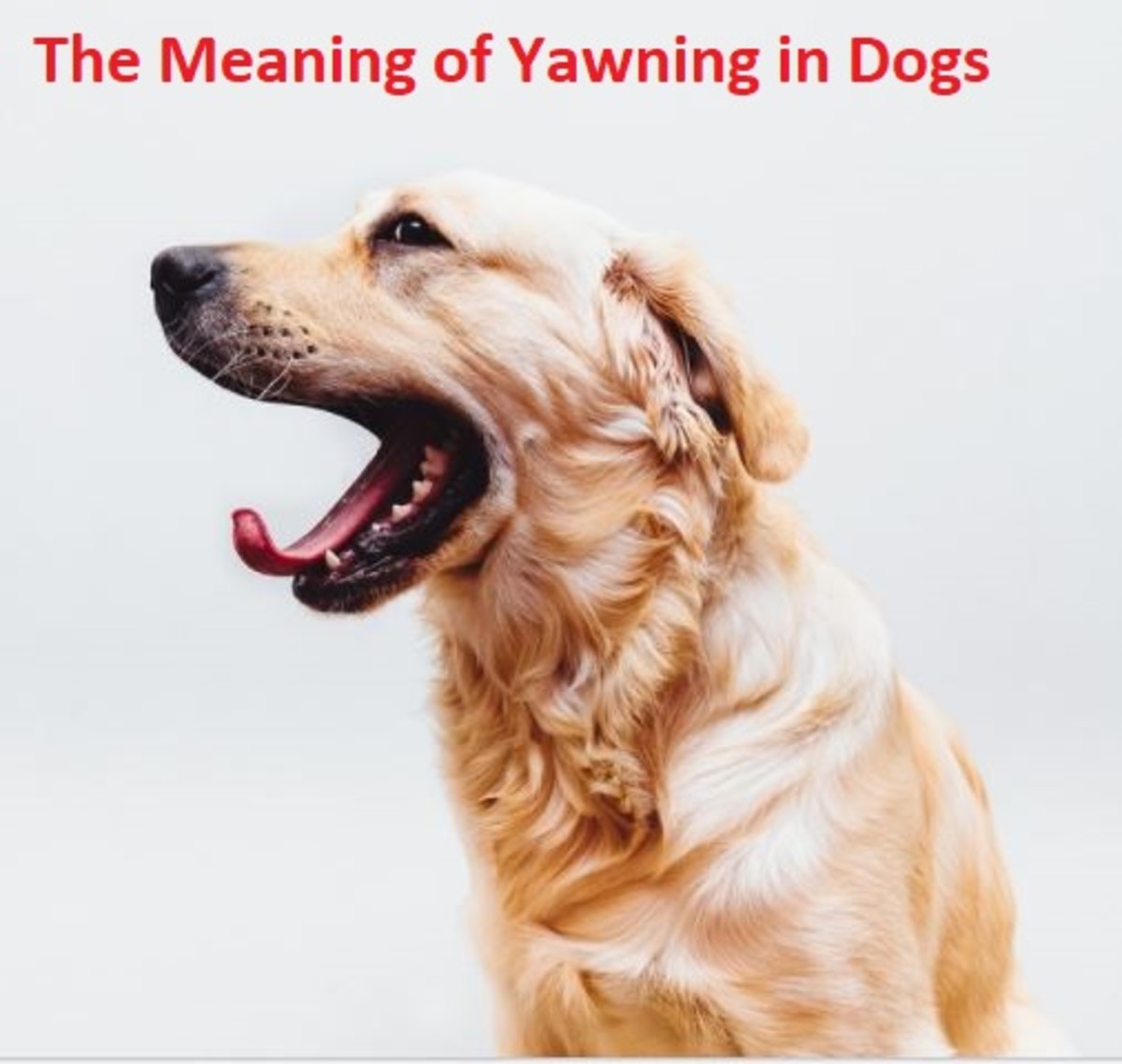 Six Reasons Why Dogs Yawn HubPages