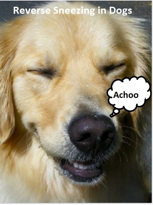 Reverse Sneezing in Dogs HubPages