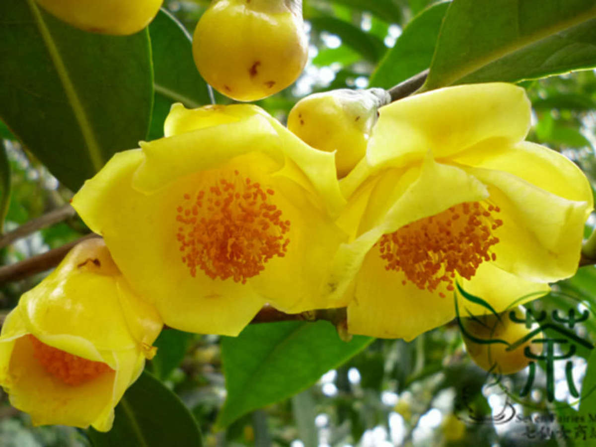 How to Grow Camellias From Cuttings Dengarden