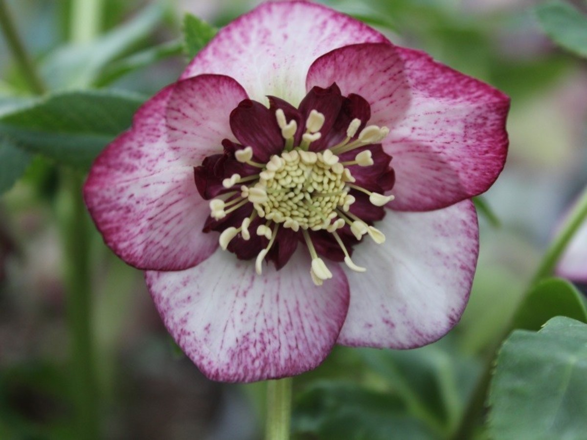 How to Plant and Care for Hellebores (Lenten Roses) Dengarden