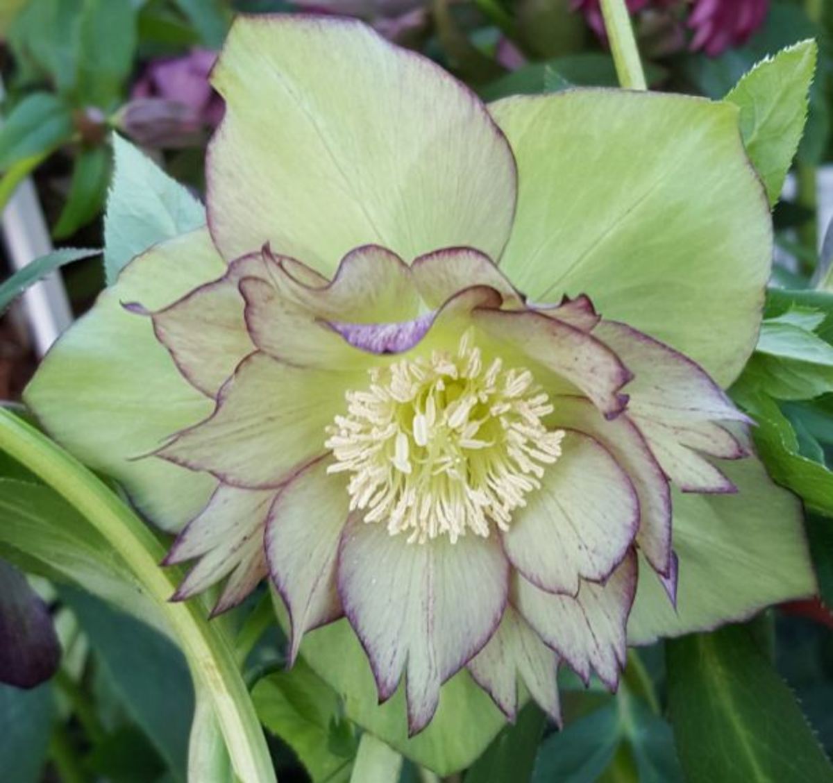 How to Plant and Care for Hellebores (Lenten Roses) Dengarden