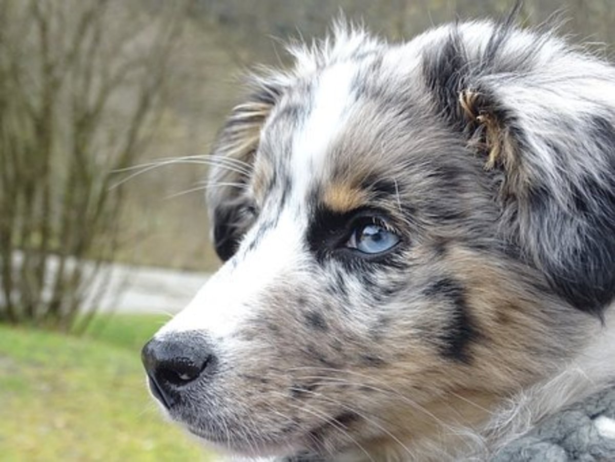 25 Australian Slang Names for Your Australian Shepherd