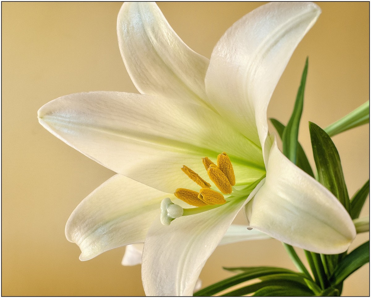 Easter Lily Care Dengarden