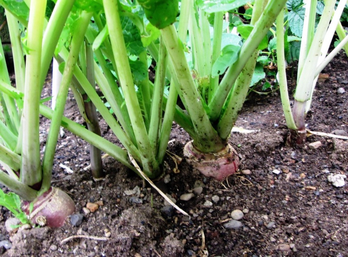How to Grow Swede From Seeds in the Garden Dengarden