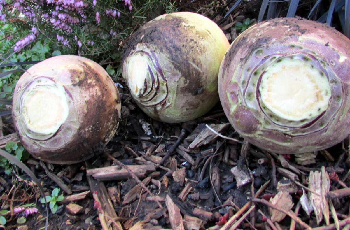 How to Grow Swede From Seeds in the Garden Dengarden