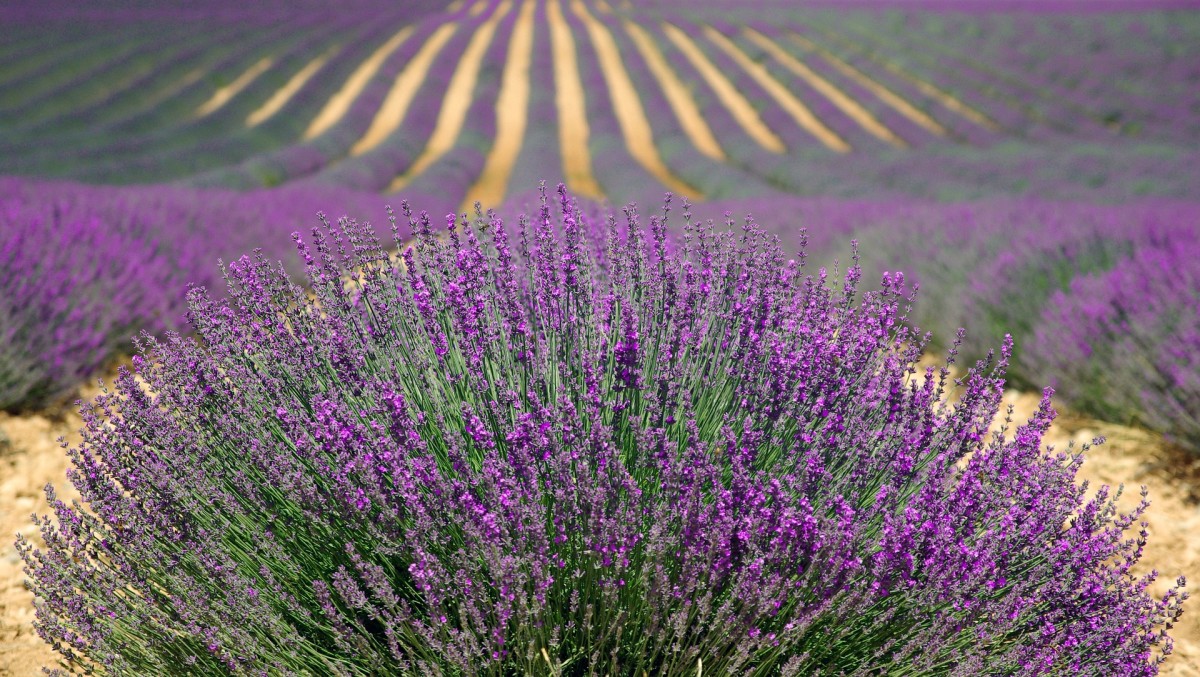 How to Care for and Harvest Lavender Plants Dengarden
