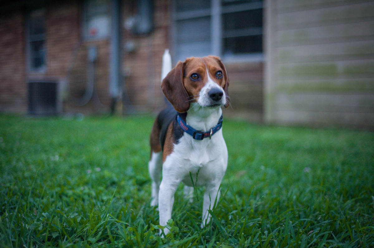 Pros and Cons of Owning Beagles PetHelpful
