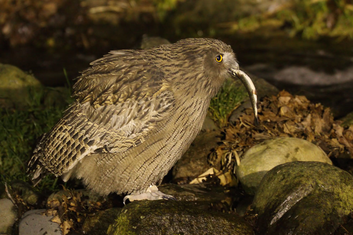 20 Awesome Birds You've Never Heard Of Owlcation