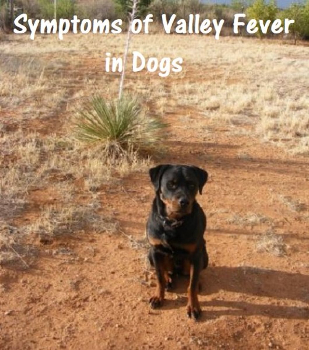 Symptoms of Valley Fever in Dogs PetHelpful