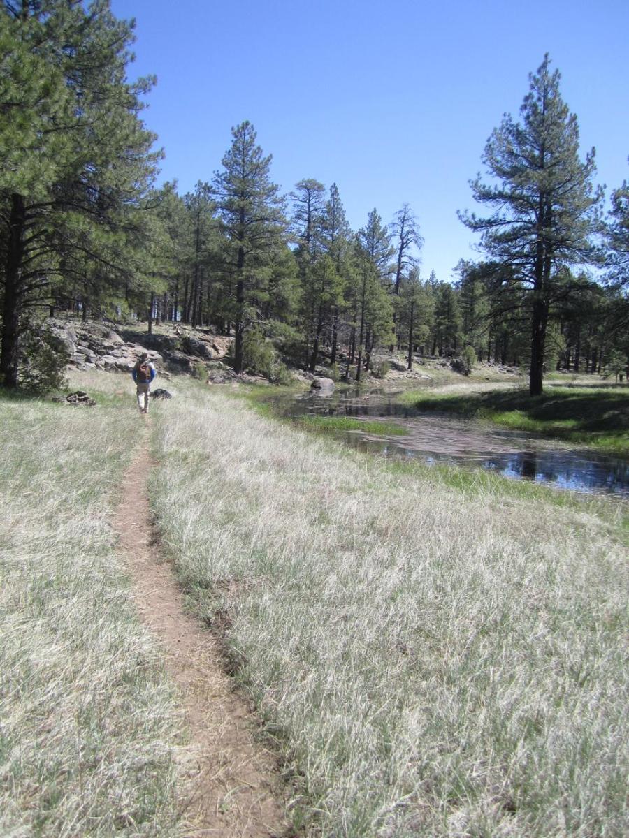 The Best Short Day Hikes in Flagstaff, Arizona WanderWisdom