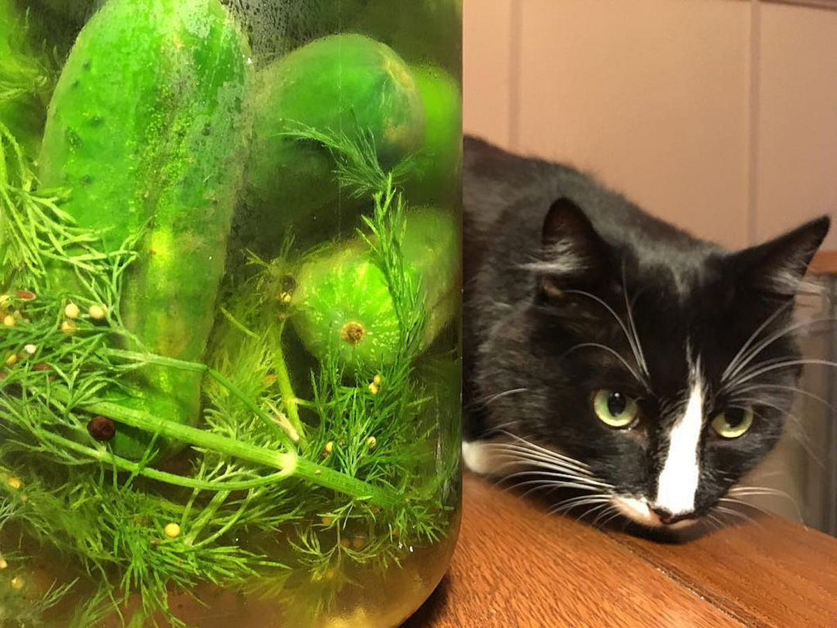 Why Are Cats Afraid of Cucumbers? HubPages