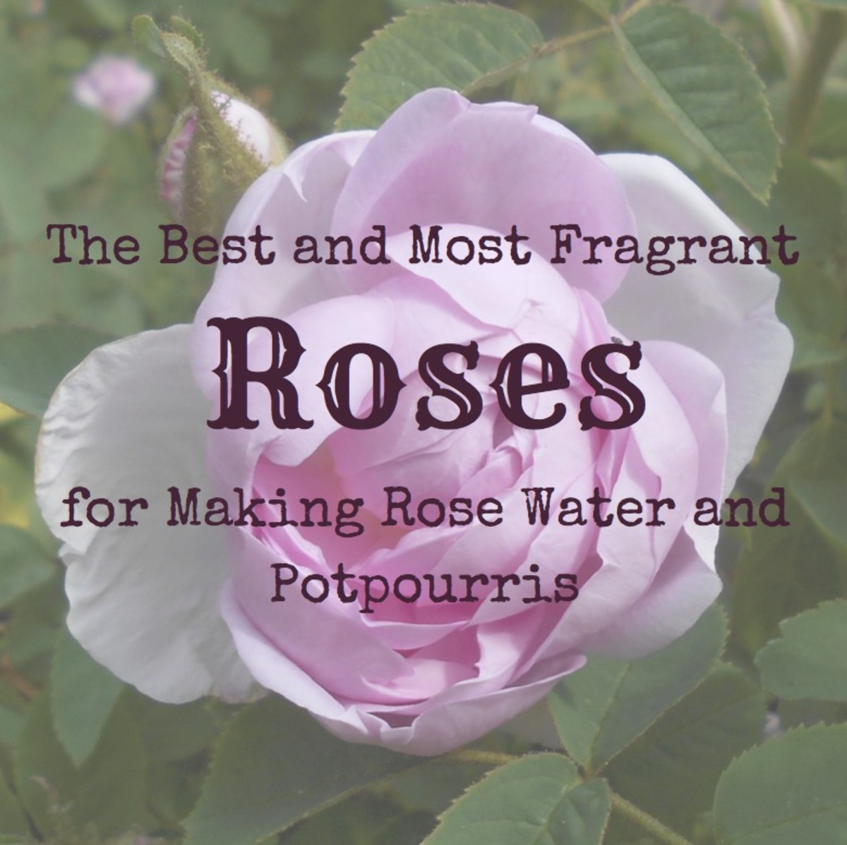 The Best and Most Fragrant Roses for Making Rose Water and Potpourris