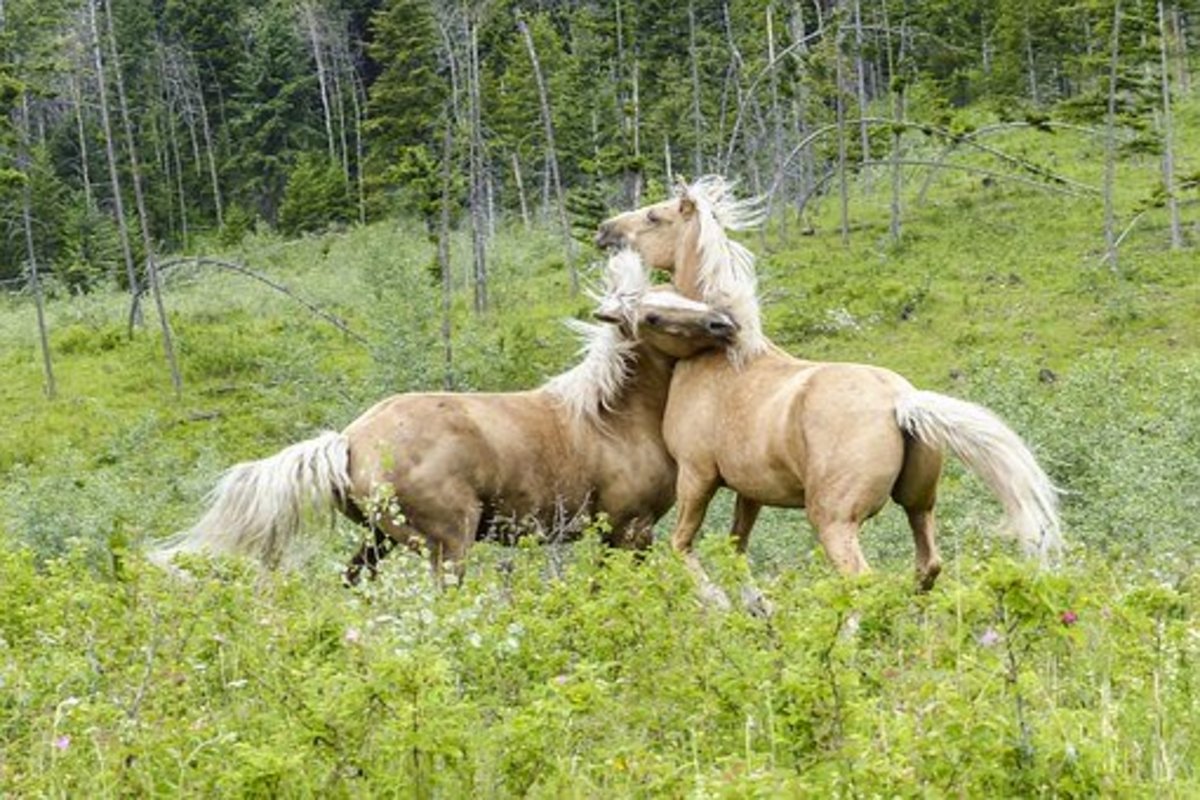 40 Native American Mythological Names for American Horses PetHelpful