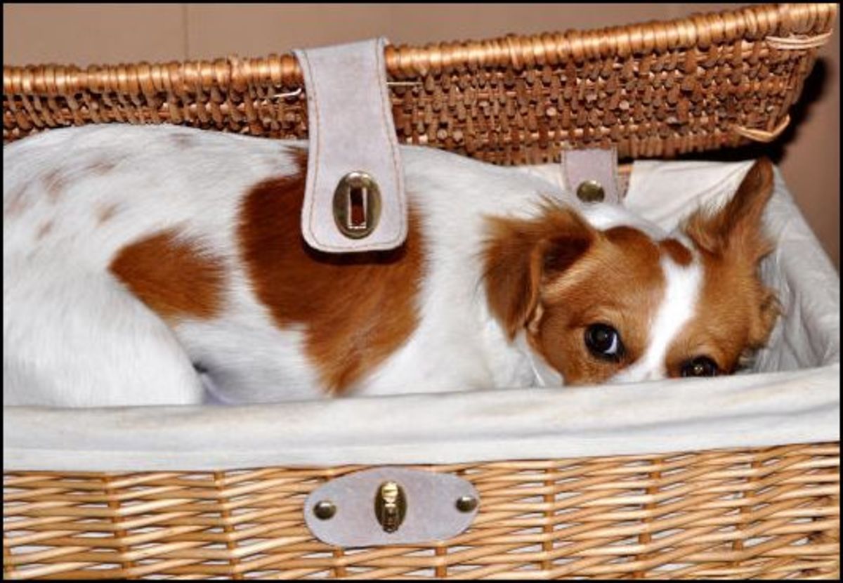 Causes of Nipple Discharge in Dogs PetHelpful