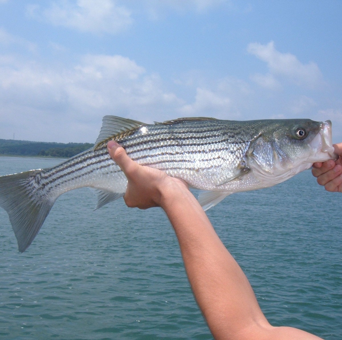 Catching Striped Bass With Sand Worms SkyAboveUs