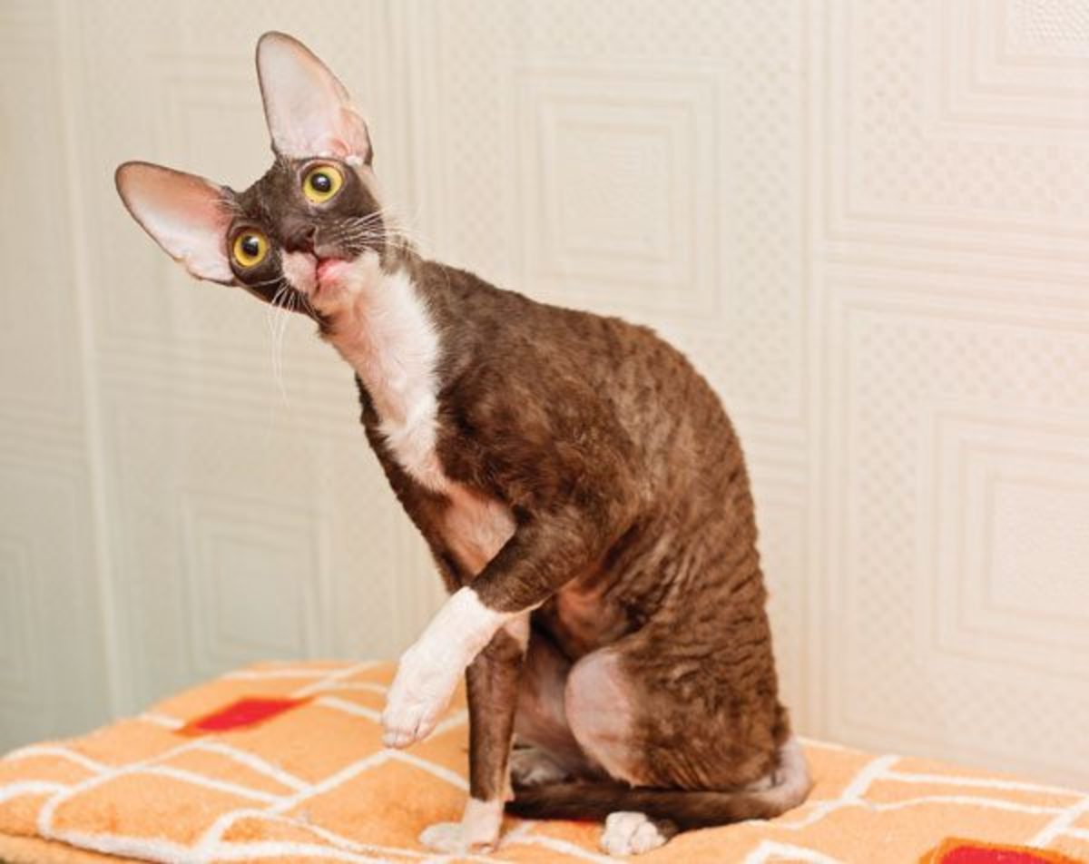 15 Great Names for Cornish Rex Cats From Cornish Mythology and Folklore