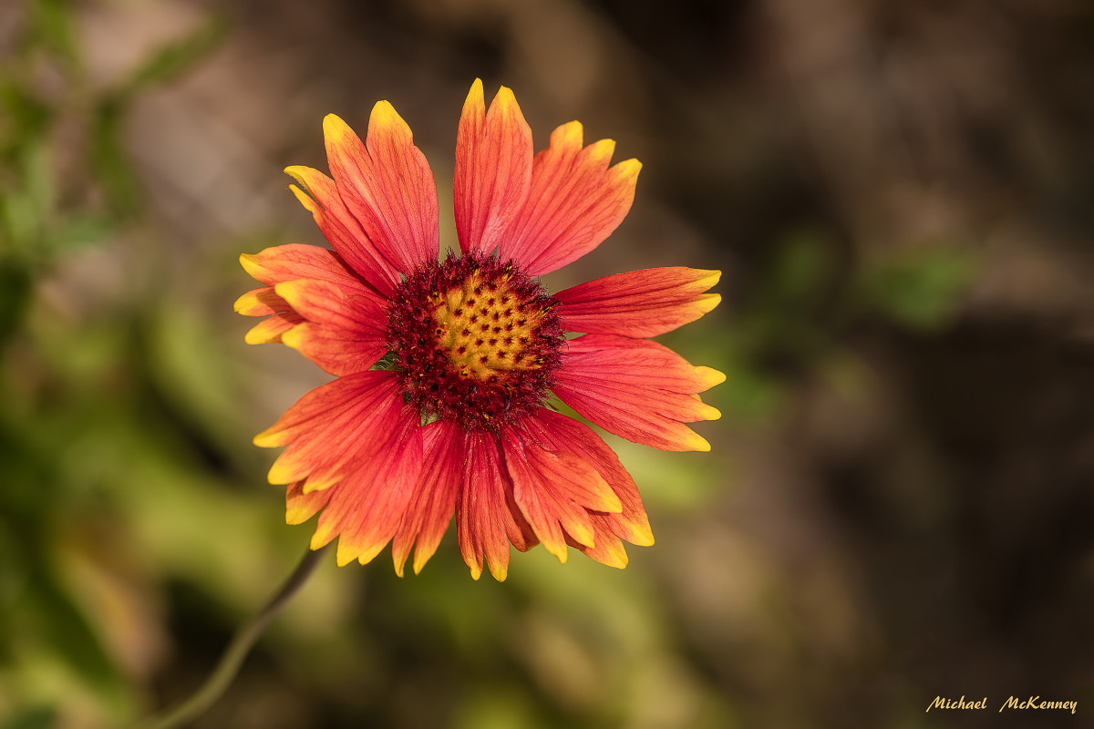Colorful Blanket Flowers Loved by Butterflies, Birds, and Bees Dengarden