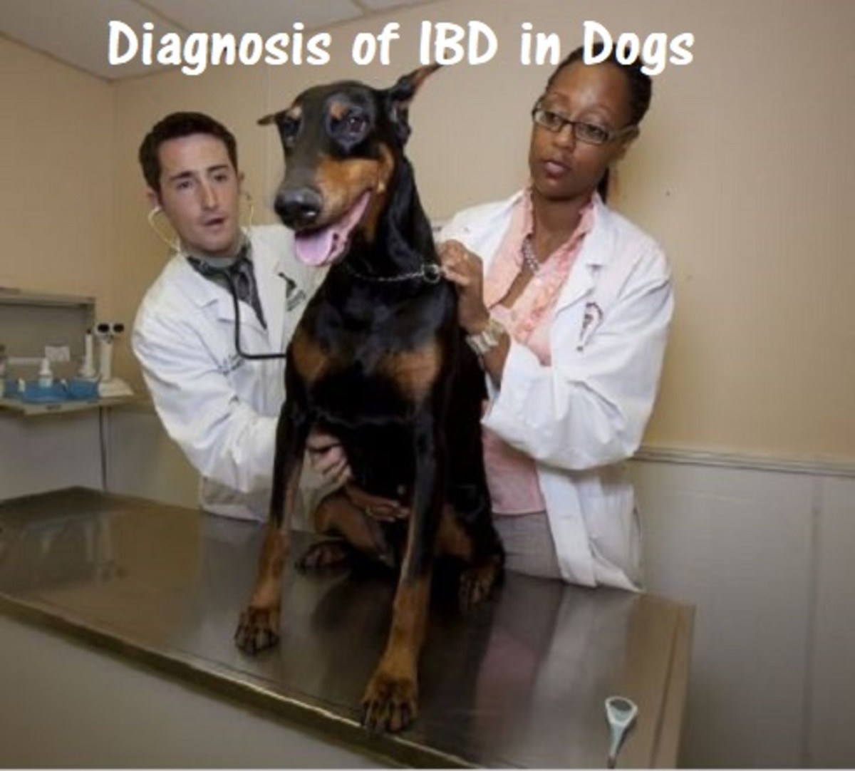 Diagnosis of IBD in Dogs (Inflammatory Bowel Disease) HubPages