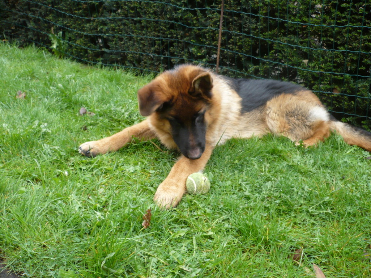 How to Groom Your German Shepherd PetHelpful