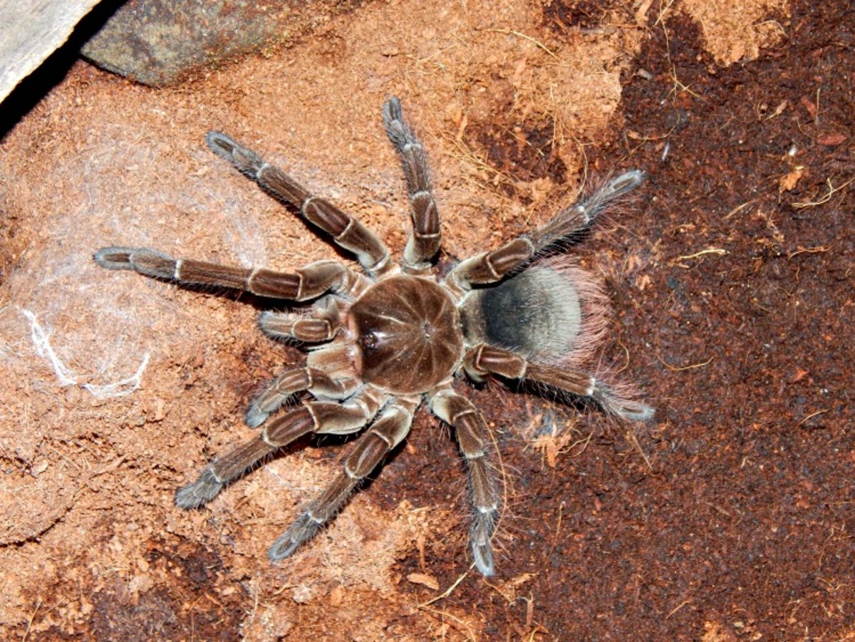 Goliath Birdeater Tarantulas Seldom Eat Birds Owlcation