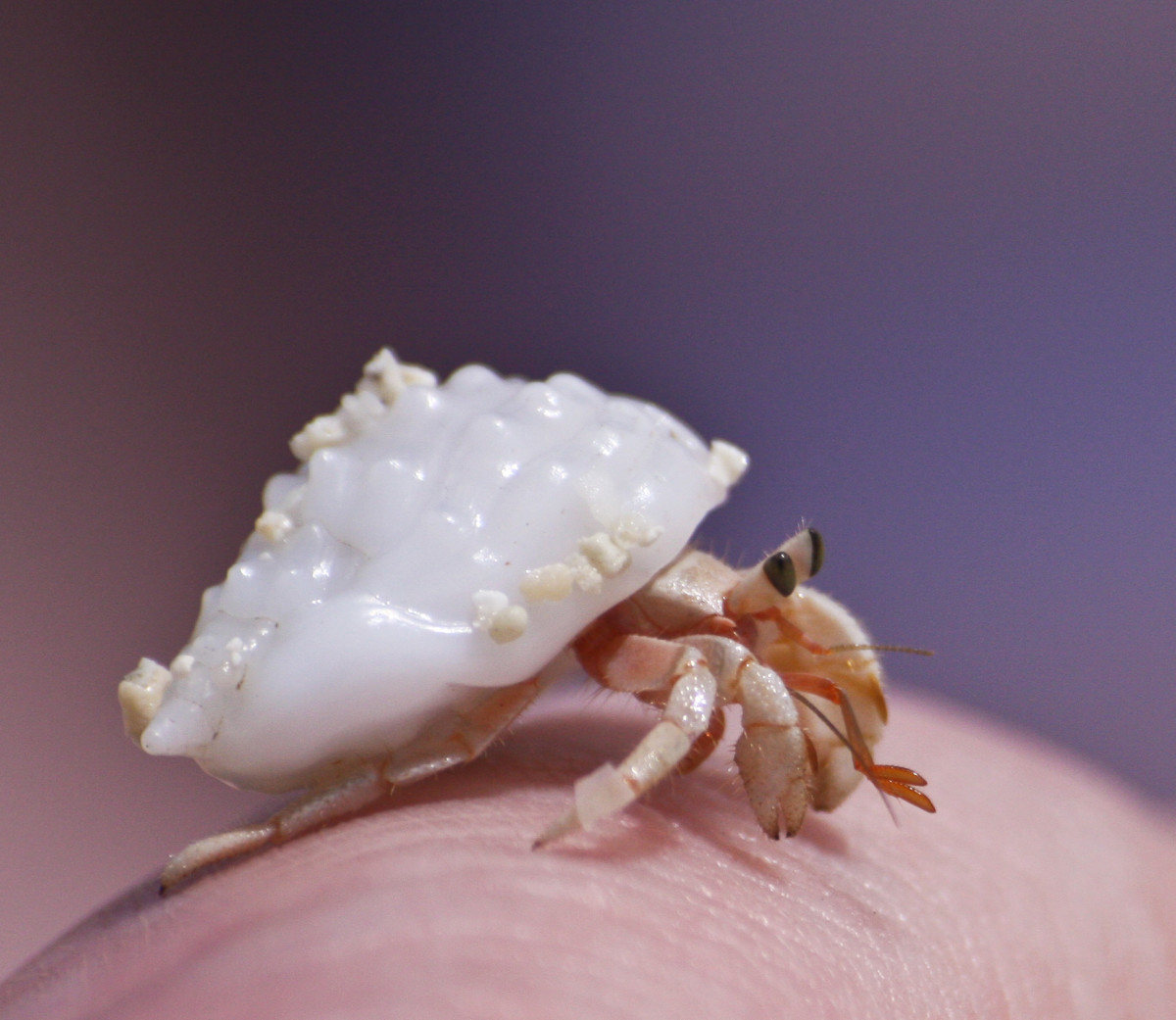 How to Care for a Molting Hermit Crab PetHelpful