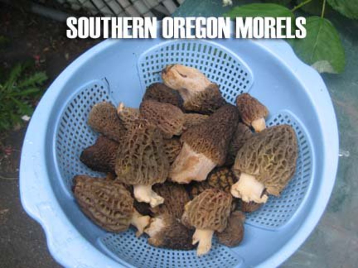 A Guide to Mushroom Hunting for Morels in Southern Oregon Owlcation