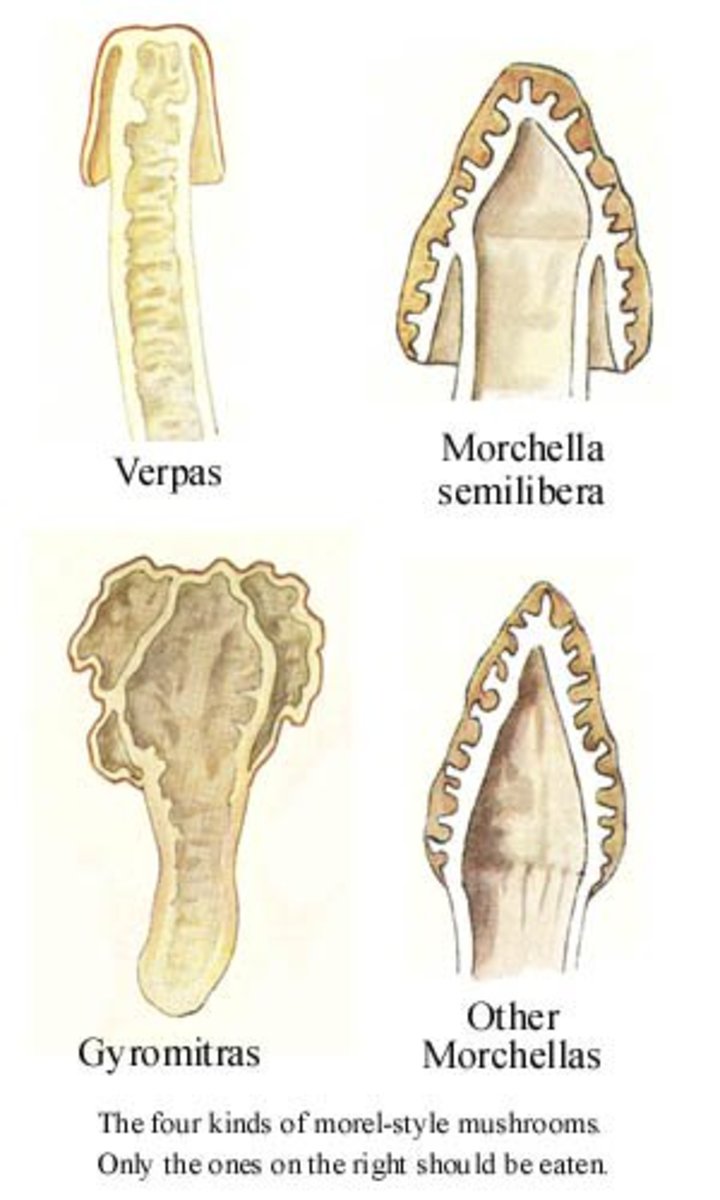 A Guide to Mushroom Hunting for Morels in Southern Oregon Owlcation