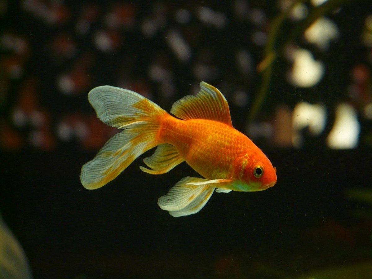 The Best Aquatic Plants for Goldfish PetHelpful