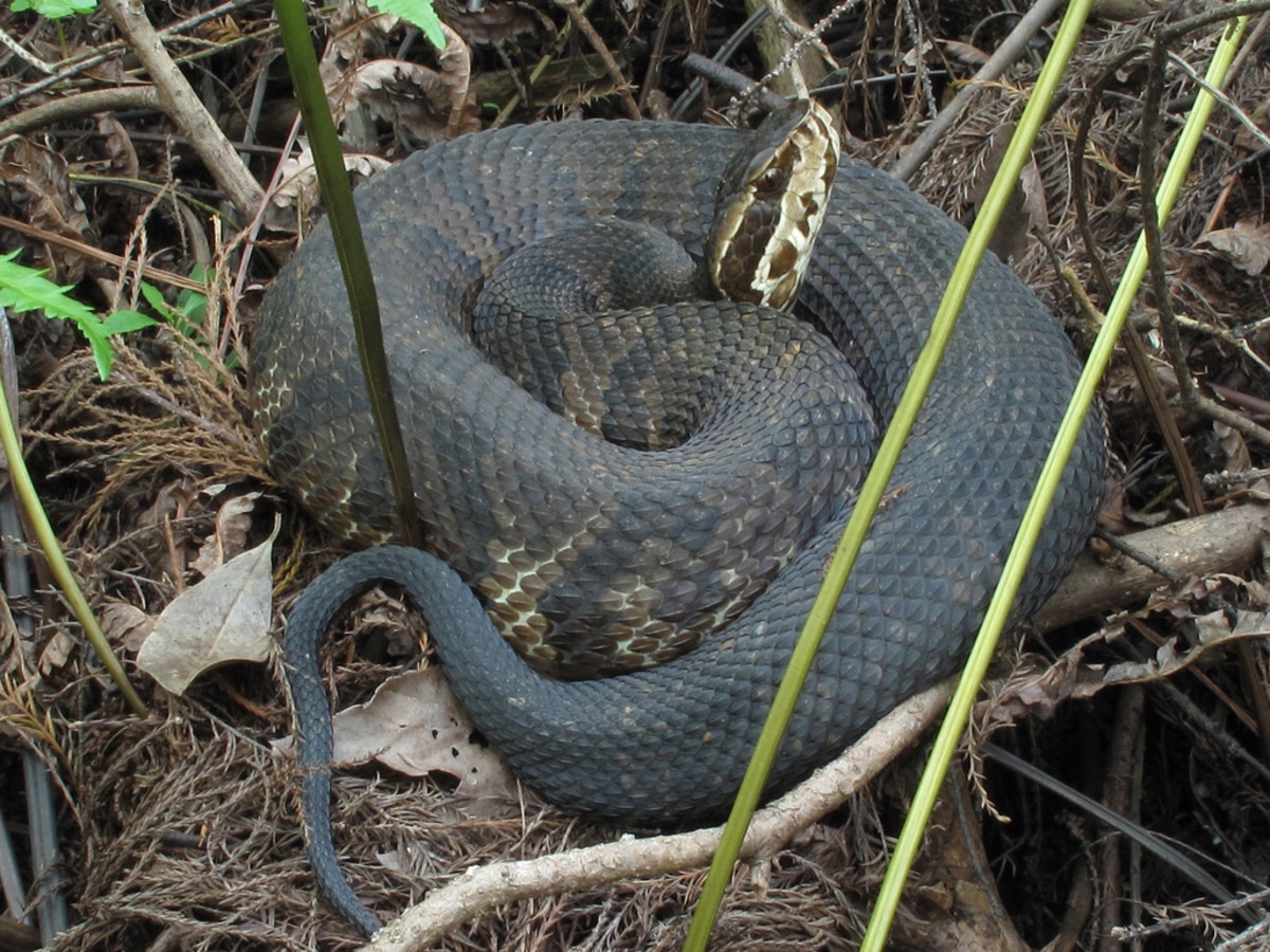 The Water Moccasin, or Cottonmouth Snake HubPages