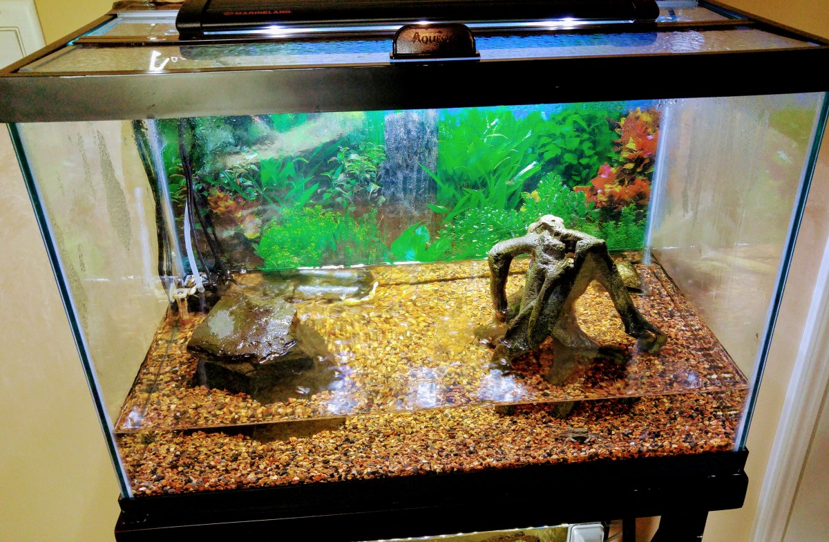 Pet Fiddler Crab Care HubPages