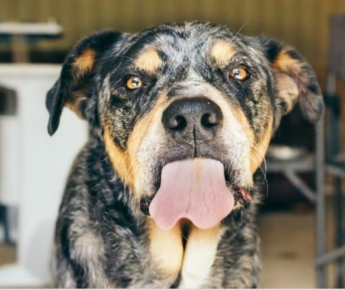 15 Signs of an Upset Stomach in Dogs PetHelpful