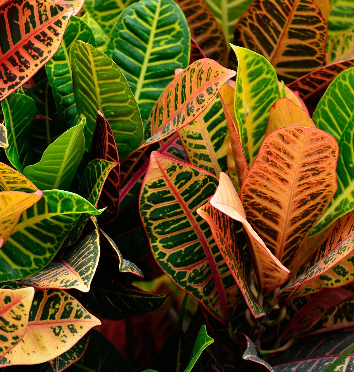 How to Care for Croton Plants Dengarden