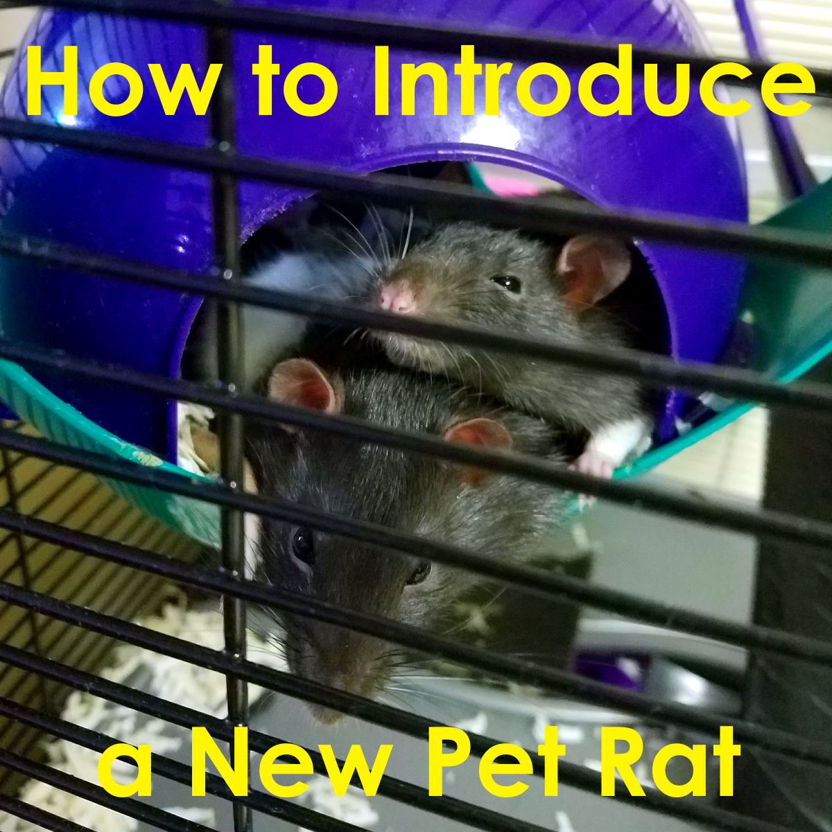 How to Introduce a New Pet Rat PetHelpful