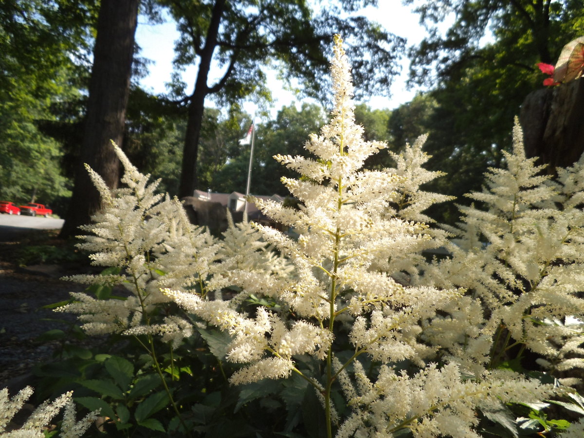 Best Plants for a Wooded Shade Garden HubPages