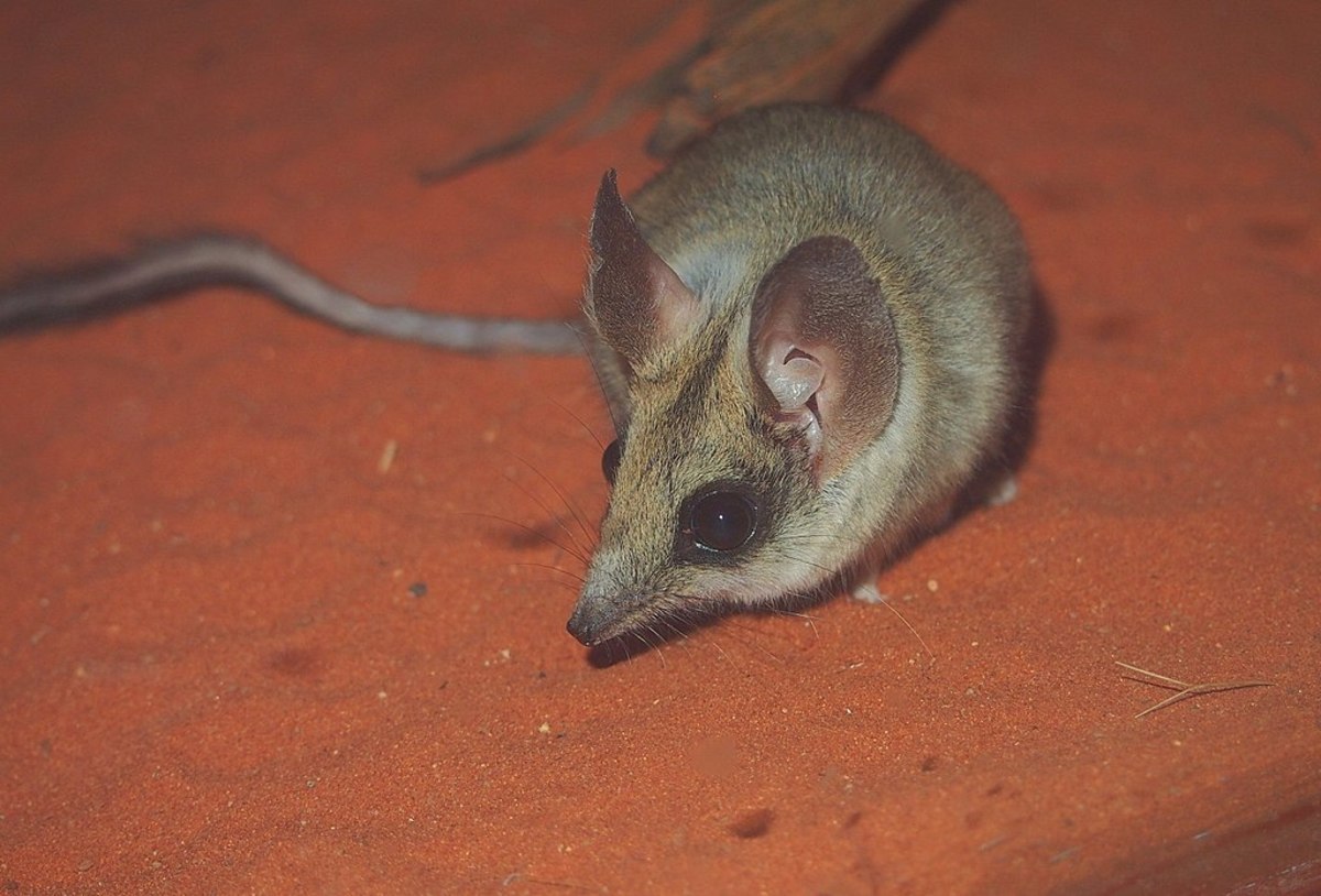 The Only Mammals that are Bipedal Owlcation