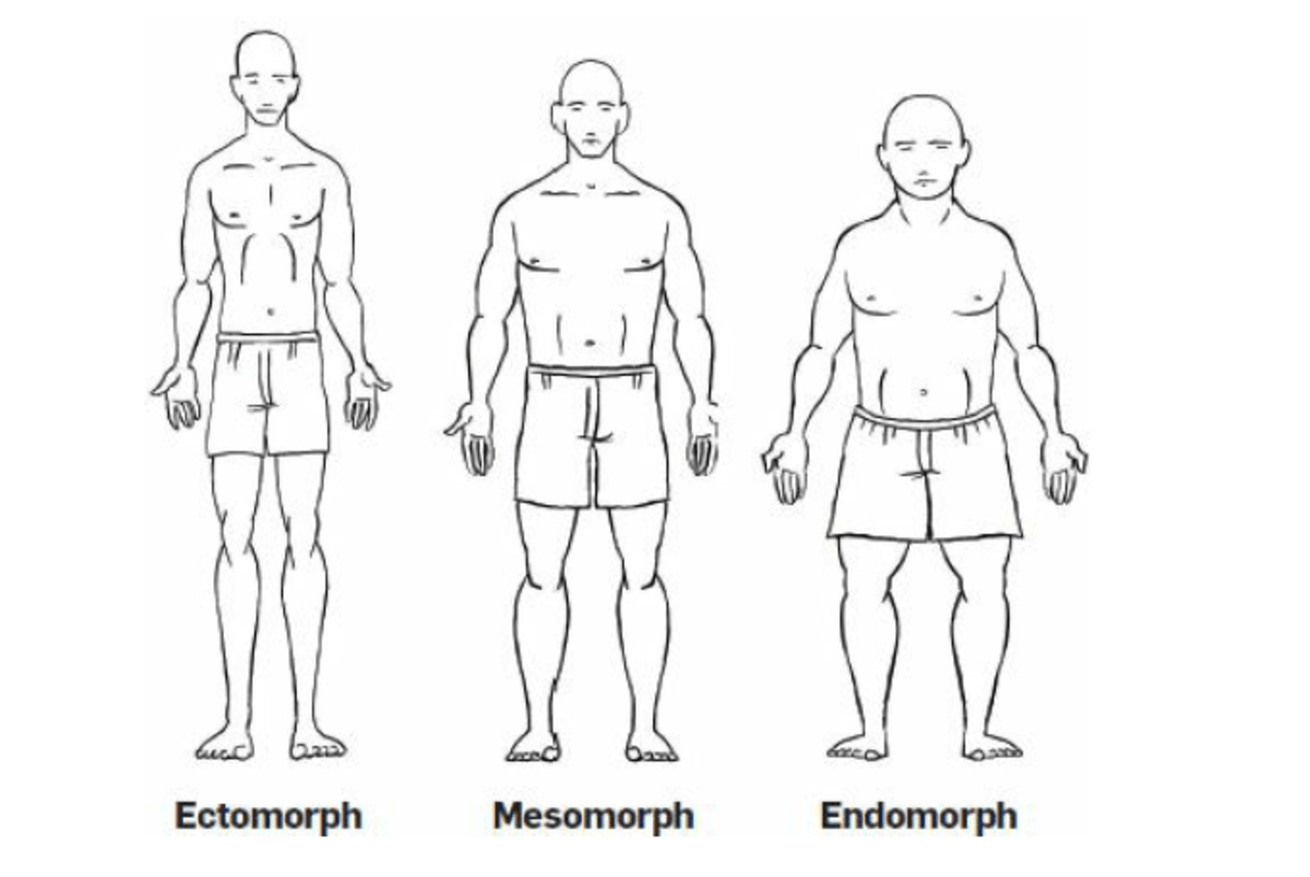 Which Body Type Has A Slower Metabolic Rate 40 Fall In Love With DESIGN