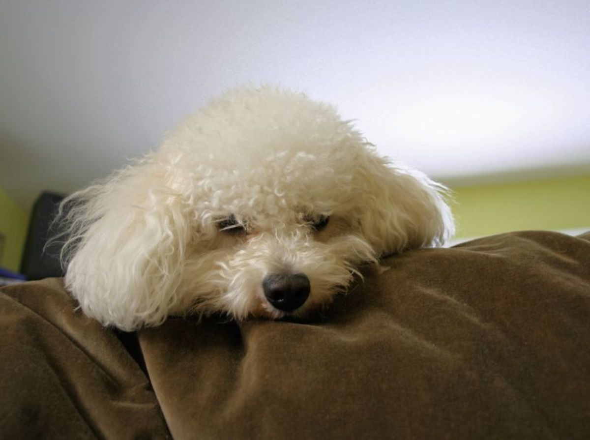 9 Great Dog Breeds With Low Prey Drive (Plus Which Breeds to Avoid