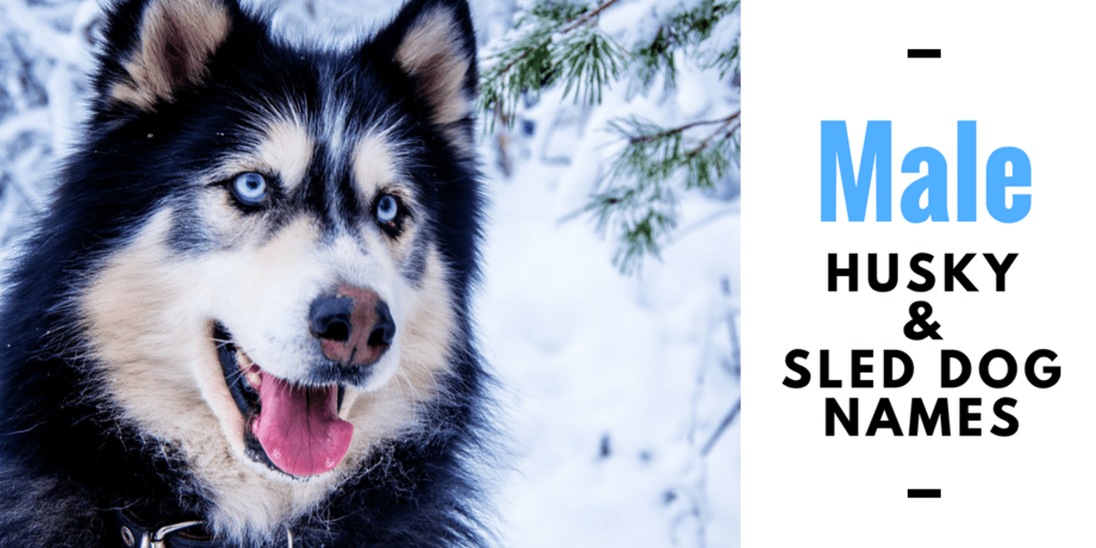 150+ Cool Husky Names and Sled Dog Name Ideas PetHelpful