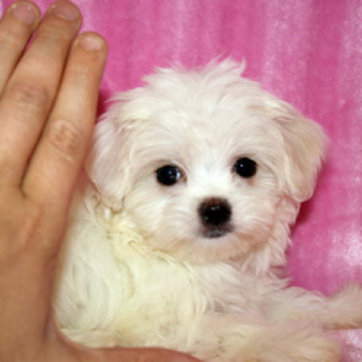Your Guide to Teacup Puppies HubPages