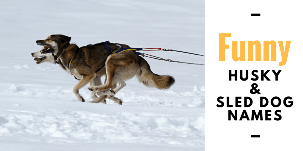 150+ Cool Husky Names and Sled Dog Name Ideas PetHelpful