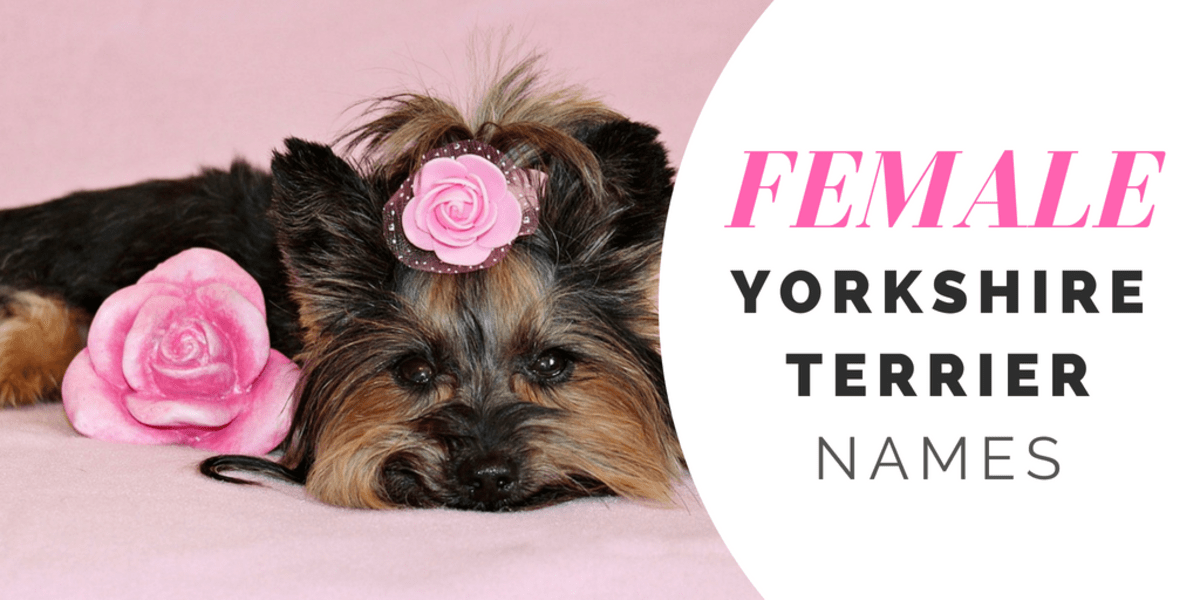 180+ Cute Yorkie Names for Your Tiny Terrier PetHelpful