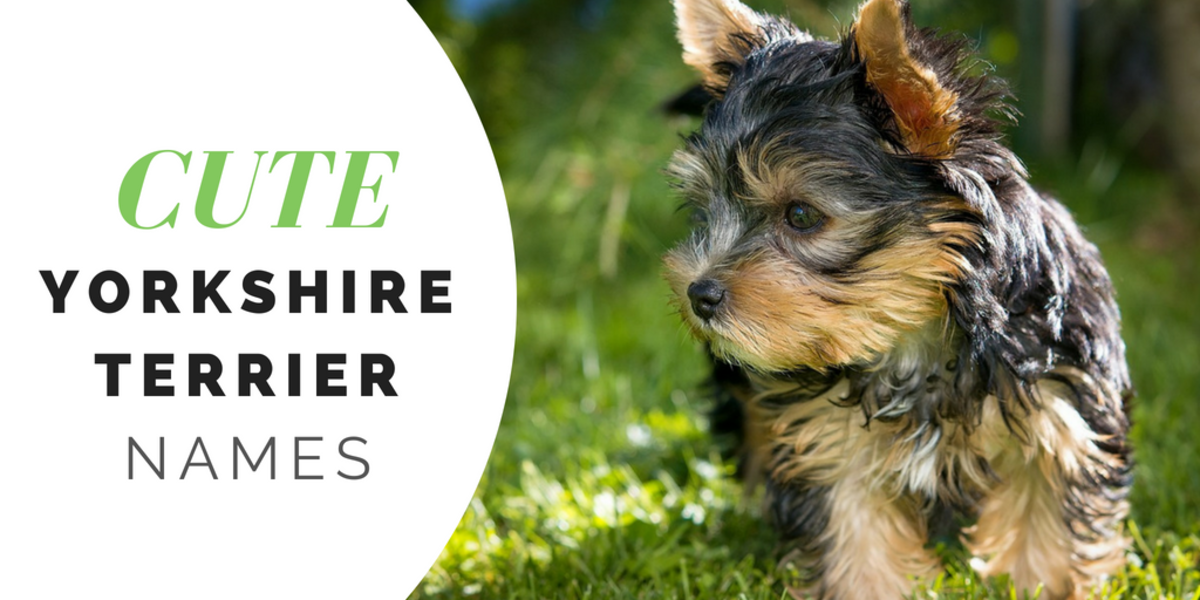 180+ Cute Yorkie Names for Your Tiny Terrier PetHelpful
